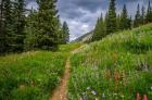 Wildflowers In The Albion Basin, Utah