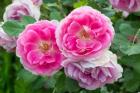 Close-Up Of Pink Roses, Utah