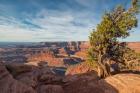 Juniper Tree At Dead Horse Point State Park