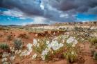 Evening Primrose In The Grand Staircase Escalante National Monument