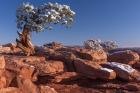 Lone Pine At Dead Horse Point, Canyonlands National Park, Utah