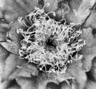 Whipple's Fishhook Cactus (BW)