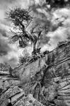 Desert Juniper Tree Growing Out Of A Canyon Wall, Utah (BW)