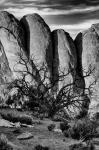 Gnarled Tree Against Stone Fins, Arches National Park, Utah (BW)