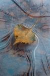 Leaf With Frozen Ice Pattern