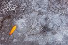 Leaf With Frozen Ice Bubbles, Mill Creek, Utah