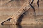 Sandstone Canyon Wall Detail, Utah