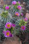 Whipple's Fishhook Cactus Blooming And With Buds