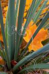 Detail Of Yucca And Yellow Maple Leaves
