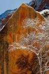 Snow Covered Tree In Front Of Red Rock Boulder, Utah