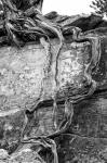 Desert Juniper Tree Growing Out Of A Canyon Wall (BW)