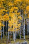Yellow Aspens In The Flaming Gorge National Recreation Area, Utah