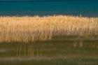 Grasses Blowing In The Breeze Along The Shore Of Bear Lake, Utah