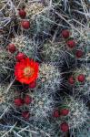 Claret Cup Cactus With Buds