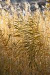 Utah Grasses Along The Fremont River