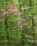 Eastern Redbud and Flowering Dogwood, Arlington County, Virginia