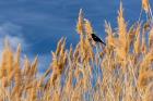 Red-Winged Blackbird On Ravenna Grass