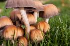Cluster Of Mushrooms