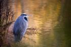 Washington, Seabeck Great Blue Heron bird