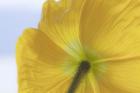 Underside Of Poppy Flower, Seabeck, Washington State