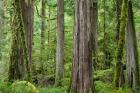 Old Growth Forest On Barnes Creek Trail, Washington State