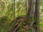 Western Red Cedar Growing On A Boulder, Washington State