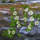 Pacific Dogwood Branch Over Panther Creek, Washington State