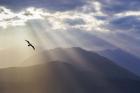 Seagull And God Rays Over The Olympic Mountains