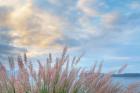 Scenic View Of Pennisetum Ornamental Grasses