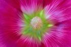 Close-Up Of A Hollyhock Blossom