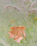Maple Leaf In Meadow Grasses