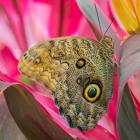 Close-Up Of An Owl Butterfly