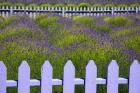Field Of Lavender With A  Picket Fence, Washington State
