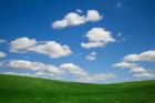 Green Wheat Field Landscape, Washington State