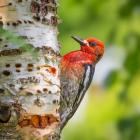 Red-Breasted Sapsucker On A Paper Birch Tree