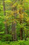 Washington State, Gifford Pinchot National Forest Big Leaf Maple Tree Scenic
