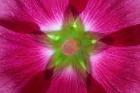 Pink Hollyhock Blossom Composite