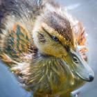 Close-Up Of A Mallard Duck Chick