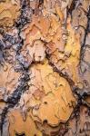 Ponderosa Pine Tree Bark Detail