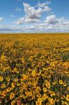 Coneflower Field, Washington State