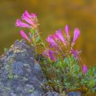 Pink Penstemon Flowers, Washington State