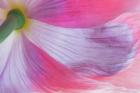 Underside Of A Pink Poppy Flower