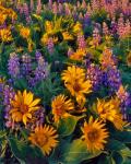 Balsamroot And Lupine In Evening Light