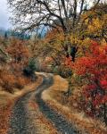 Road And Autumn-Colored Oaks, Washington State