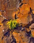 Lomatium Flowers On Basalt Rocks