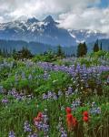 Lupine And Paintbrush In Meadow, Mount Rainder Nationak Park