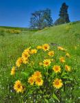 Balsamroot, Pine And Oak Trees On A Hillside, Washington State