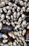Gooseneck Barnacles And Clams