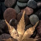 Maple Leaf On Rocks