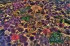 Tide Pool With Marine Life, Salt Creek, Washington State